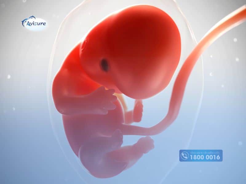 Nhịp tim thai 7 tuần biết trai hay gái chưa?